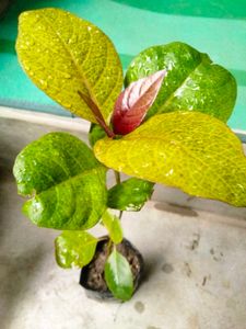 sets of plants offer