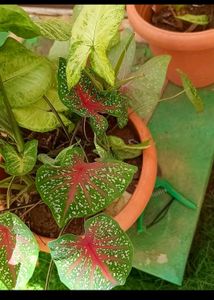 Combo Of 5 Plants