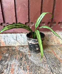 Aglonema Green Thin Leaves