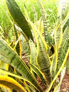 Striking Snake Plant