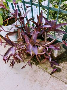 Purple Heart Plant