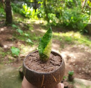 Snake Plant