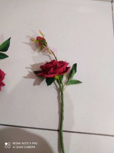Red Rose
