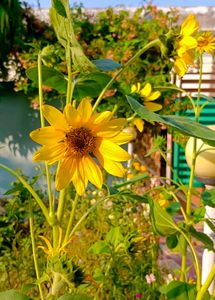 Sunflower Seeds 10 + Freebies