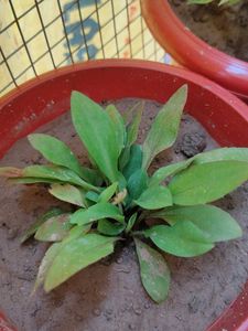 Purple Aster Flowers
