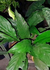 Mixed Verity Of Plants