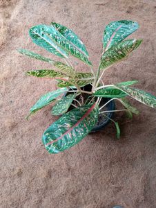 Aglaonema Plant - Chinese Evergreen