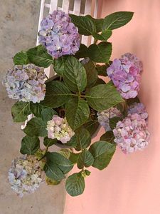 Hydrangea
