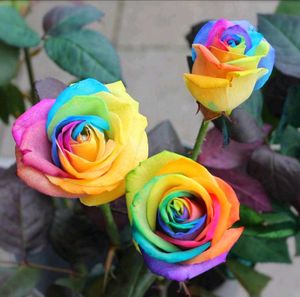 Rainbow  And Hazari Rose Plant Pack Of 2 ..