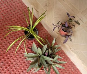 3 Set Moses Cardle, purple Heart ,Pandanus veitchi
