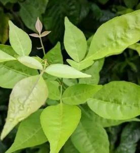 Bilva Patra With White And Yellow Hibiscus  Plant