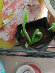 Alovera Live Plants