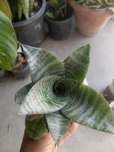 Combo Of Succulent