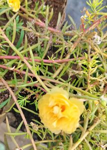 Yellow Portulaca