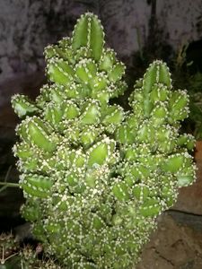 Triangle Cactus