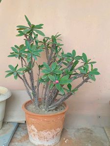 Crown of Thorns Plant