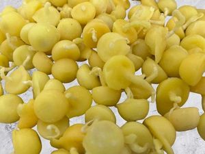 Ghee Diya Wicks For Direct Use 100pc