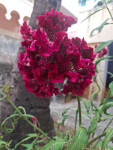 Cockscomb Flower Seeds