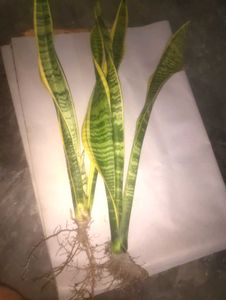 Sansevieria Plant