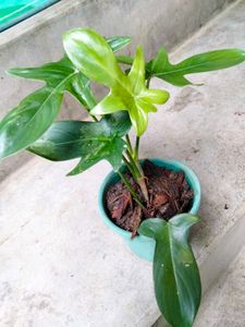 Varities Of Air Purifying Combo