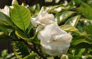 Double Petal Togor Plant With Flowers