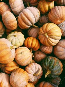 Pumpink Seed Pak100 Seed
