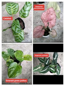 Mix Plants Combo Offer