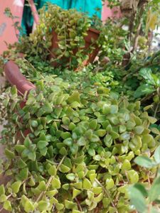 Tangled Heart Plant