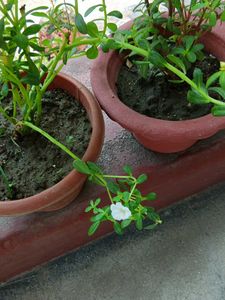 Double Petals Portulaca