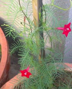 Red Creeper Wine Seeds