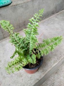 Mix Plants Combo Offer(5 Varities)