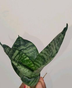 Lotus Snake Plants Pack Of Two