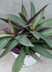 Rheo Rooted Plant With Pot