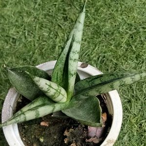 2 Rare Sansevierias N Two Adenuim