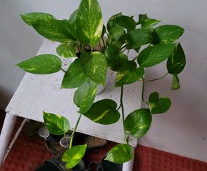 Set 2 Evergreen Money &amp; NeverNever Plants &amp; pot