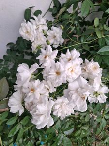 3Creeper Rose Cuttings Available🌹🌹🌹
