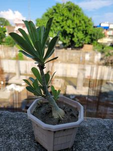 Adenium