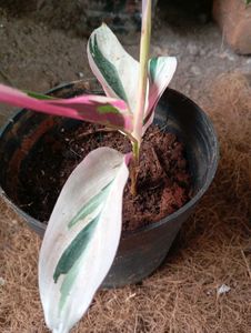 Tricolor Stromanthe Plant