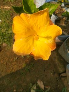 Light Orange Big Size Hibiscus Flower Plant