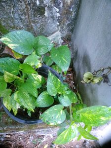 10 Live Root Plants