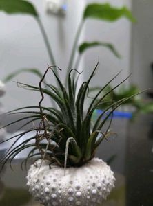 RARE - Beautiful Original Shells