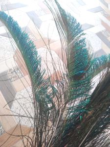 natural peacock feathers (15)