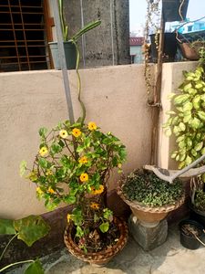 Susan Vine Plant&#39;s Available