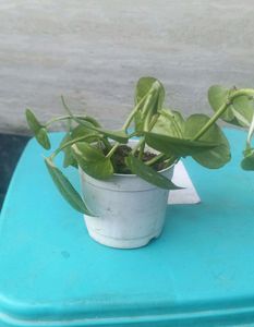 Money Plant