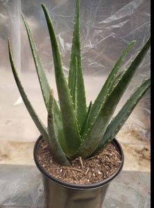 Aelovera Plant Leaf