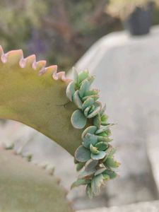 Baby plants &#34;Mother Of million&#34;