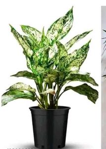 aglenoma, syngonium and zz plant  both plants