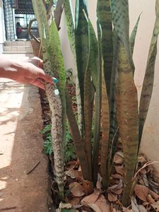 Tall Snake Plant...