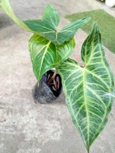 Indoor Plant Collection
