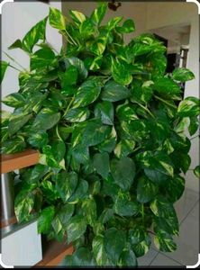 Gardening Plants And Vastu